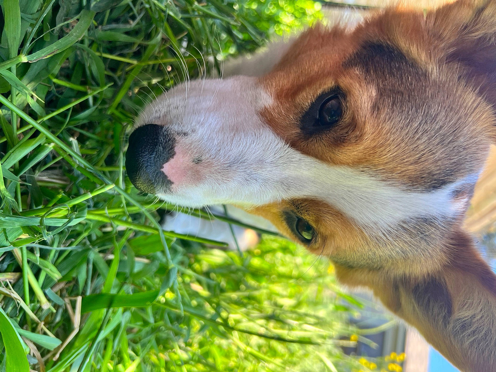 Boomer is registered to the contest to win money with this photo: canidae, carnivore, companion_dog, dog, dog_breed, fawn, fur, grass, groundcover, herb, plant, puppy, snout, sporting_group, tail, terrestrial_animal, whiskers, wildlife