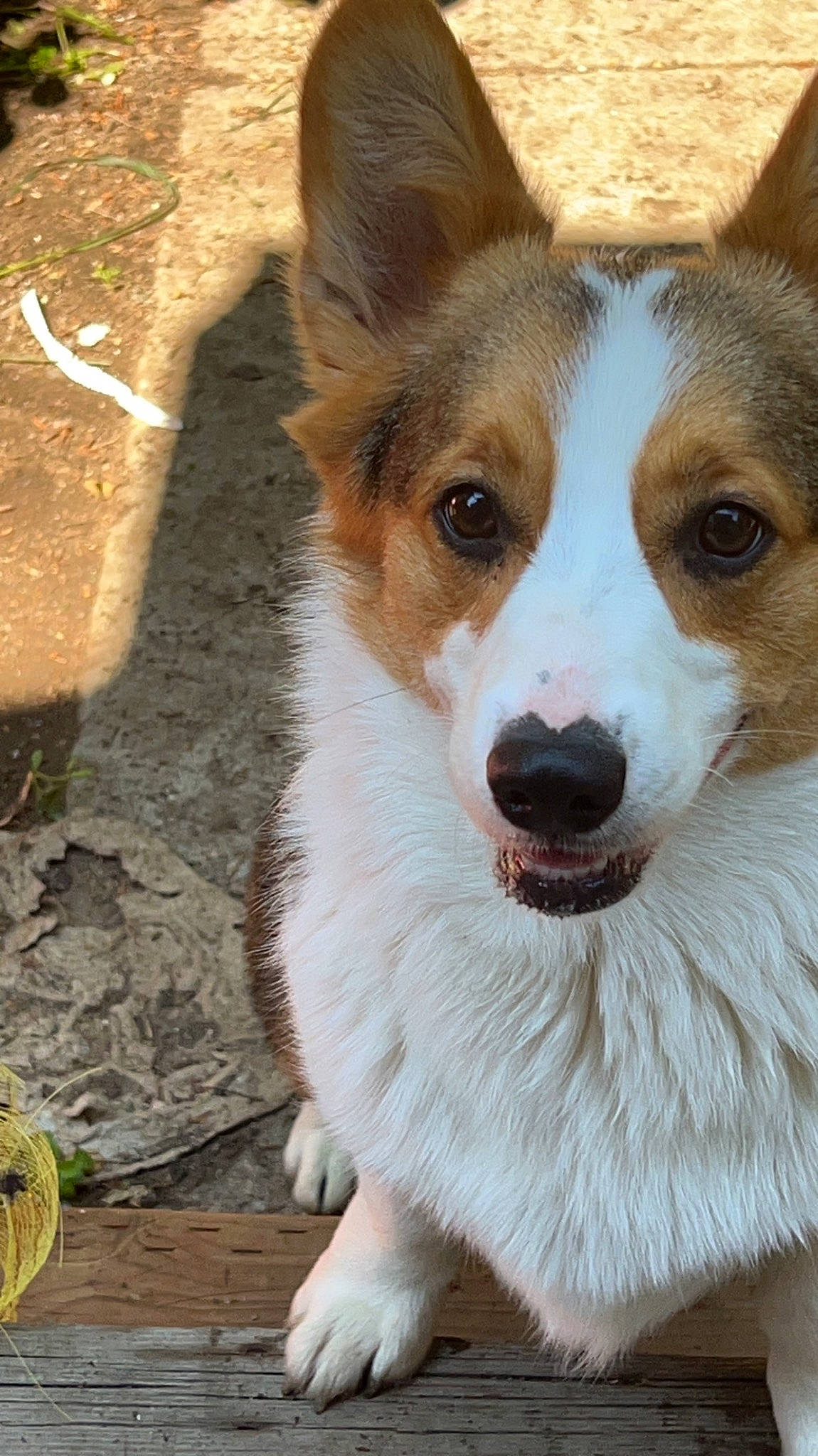 Boomer joined the competition — help win amazing prizes! ancient_dog_breeds, canidae, carnivore, companion_dog, dog, dog_breed, door, eye, fawn, fur, herding_dog, road_surface, snout, sporting_group, terrestrial_animal, whiskers, window, working_animal, working_dog