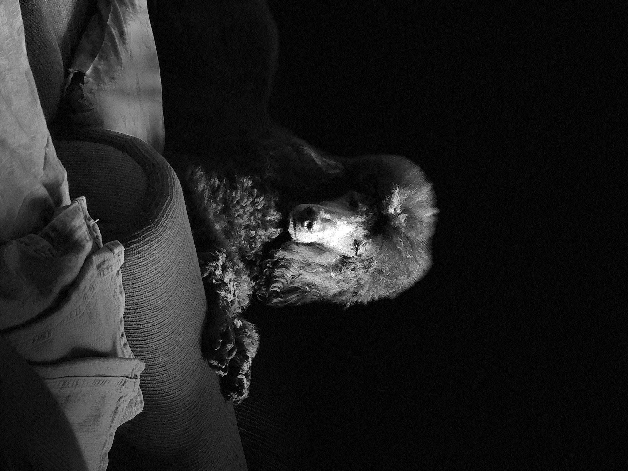 Casey joined the competition — help win amazing prizes! beard, darkness, dog_breed, dress, elbow, eye, felidae, flash_photography, fur, gesture, grey, human_leg, monochrome, monochrome_photography, plant, small_to_medium_sized_cats, style, tree, whiskers, wrist