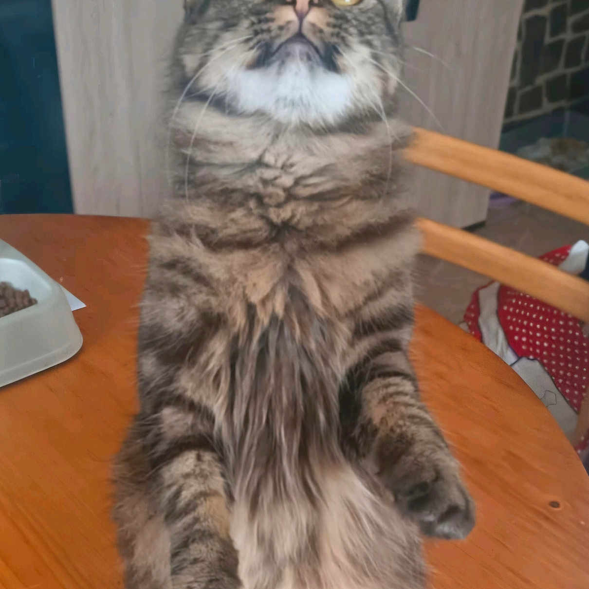 Willj participe au concours pour gagner de l'argent avec cette photo : animal, architecture, building, cat, computerhardware, diningtable, electronics, furniture, hardware, hardwood, indoors, interiordesign, kitten, manx, monitor, pet, plywood, screen, table, wood