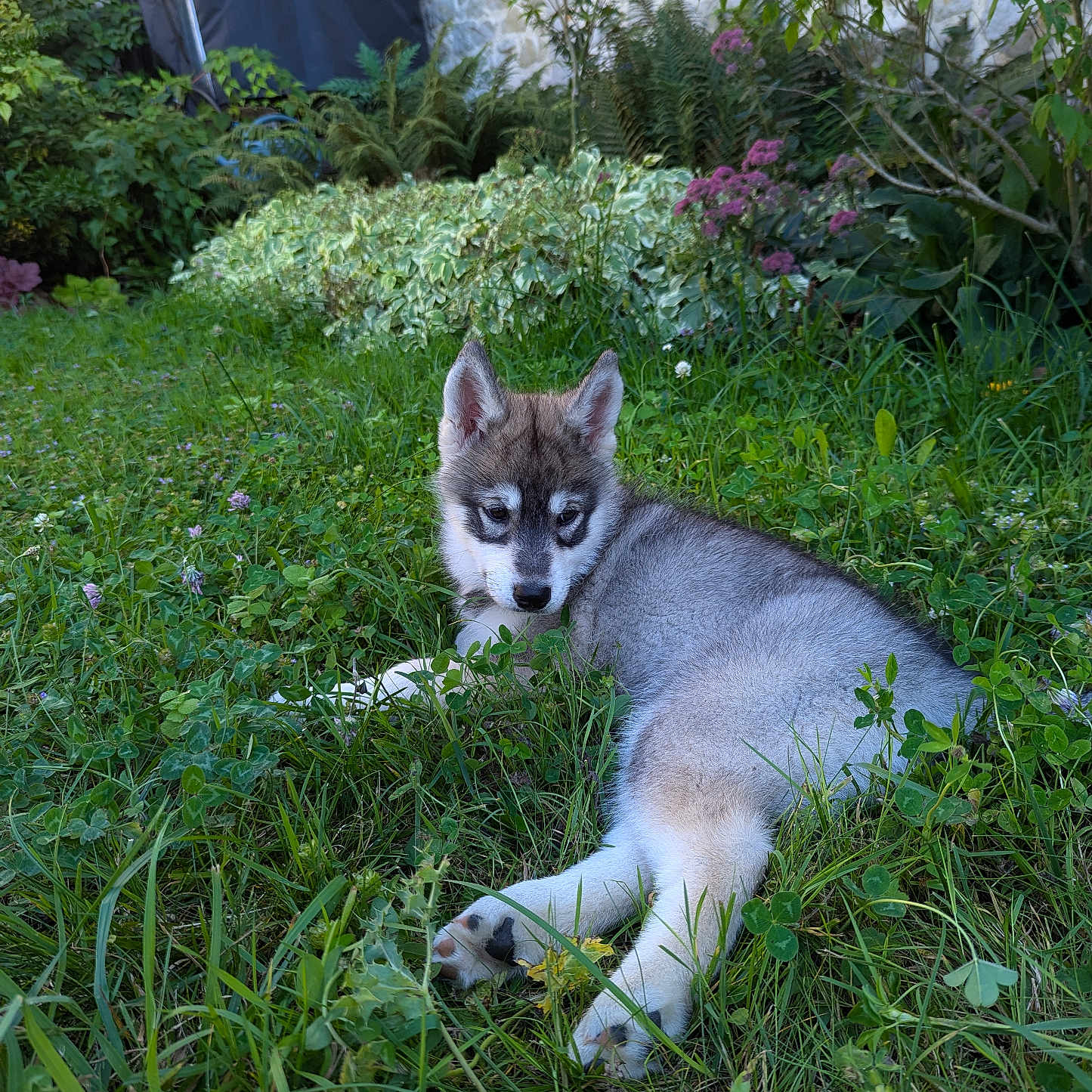 Lavande participe au concours pour gagner de l'argent avec cette photo : alloywheel, animal, architecture, backyard, building, canine, car, dog, grass, herbal, herbs, husky, nature, outdoors, pet, plant, puppy, shelter, vegetation, yard