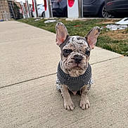Aspen is registered to the contest to win money with this photo: animal, background, concrete, cute, dog, ears, french_bulldog, grass, gray, looking, outdoor, parked_cars, pet, puppy, sidewalk, sitting, small, spotted_coat, sweater, young