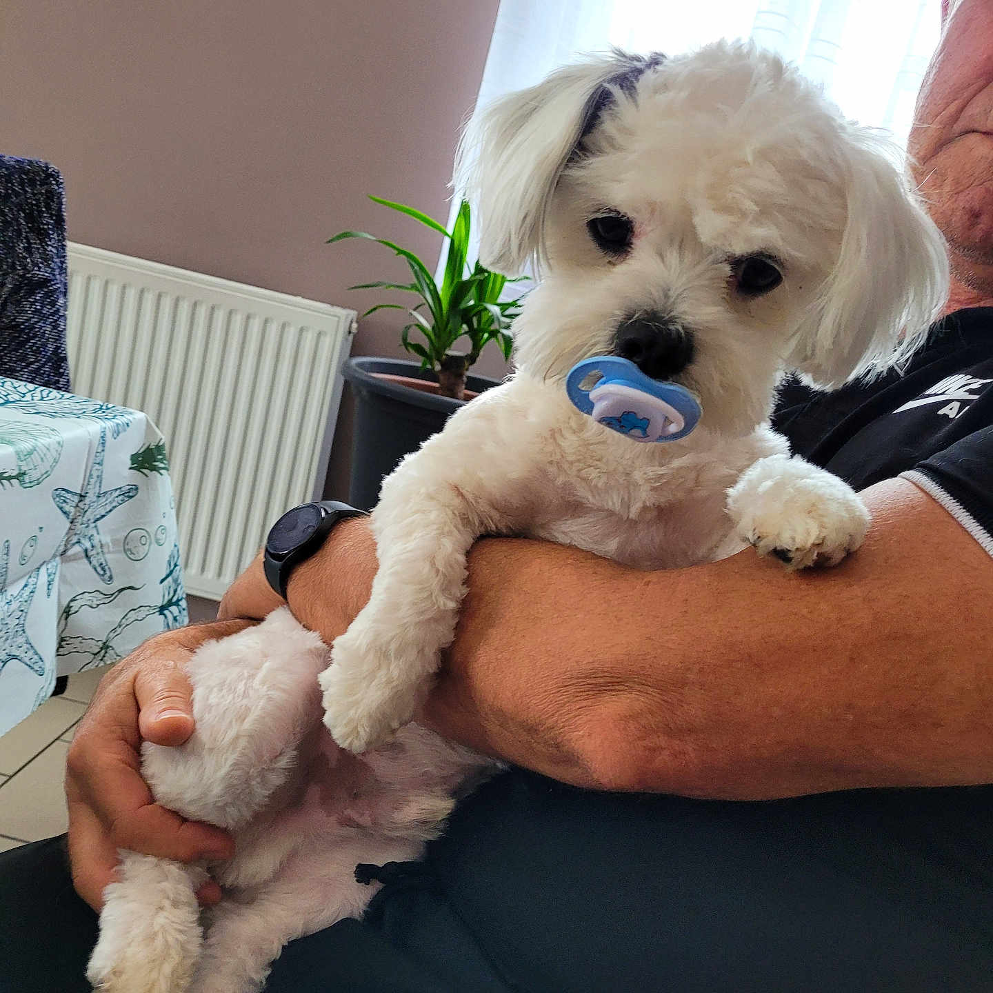 Pablo participe au concours pour gagner de l'argent avec cette photo : arm, black_clothing, comfort, cute, dog, fur, holding, home, indoor, pacifier, person, pet, plant, relaxing, seated, small_dog, table, tablecloth, watch, white_dog