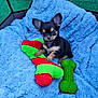 puppy, dog, toy, chew_toy, blanket, fluffy, cute, pet, small_dog, black_and_tan, playing, indoors, soft_texture, animal, companion, young_dog, cozy, cage, resting, fur