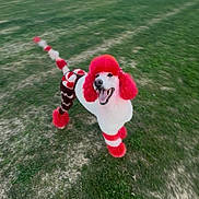 Nikki is registered to the contest to win money with this photo: animal, canine, daytime, dog, field, fur_pattern, grass, groomed, happy, mammal, nature, outdoor, pet, playful, poodle, red_fur, running, smiling, tail, white_fur