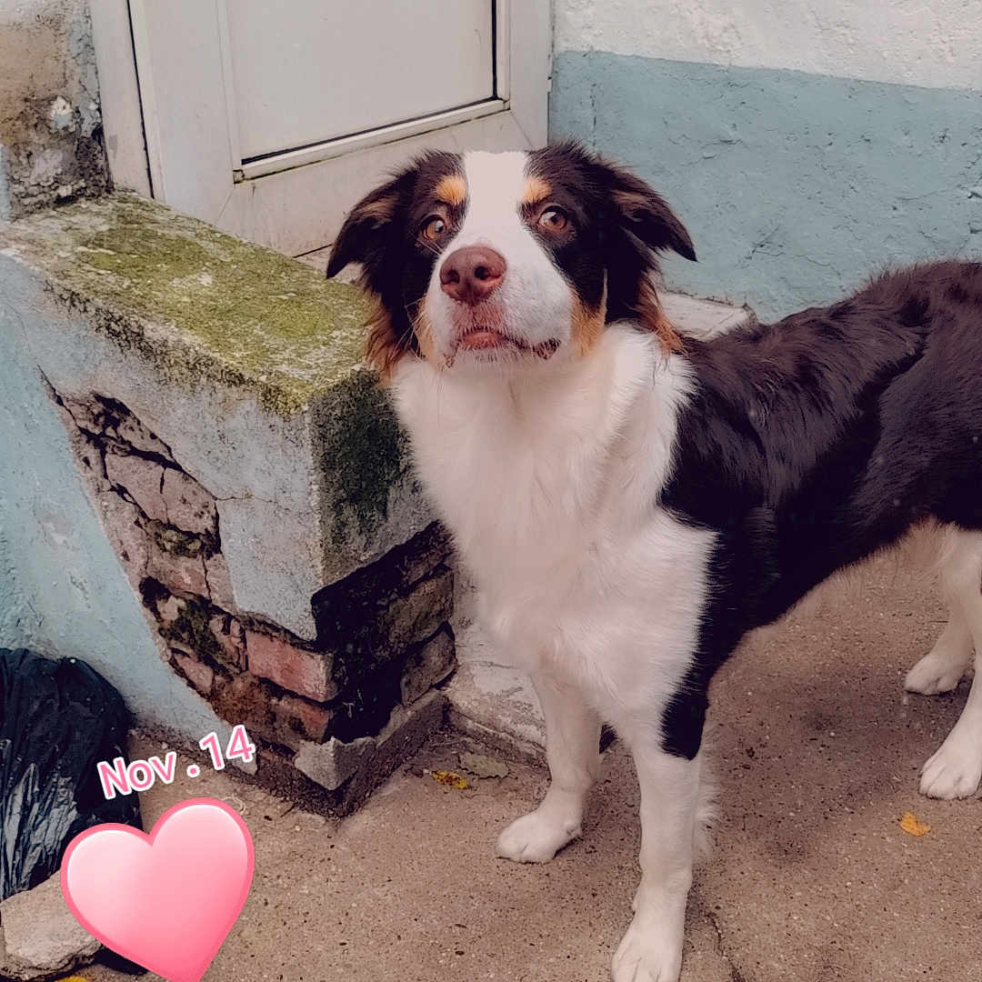 Ruby a rejoint le concours — aidez-le/la à gagner de superbes lots ! animal, architecture, balloon, brick, building, canine, cockerspaniel, collie, cream, dog, flagstone, heart, path, pet, puppy, slate, sphere, symbol, walkway, wall