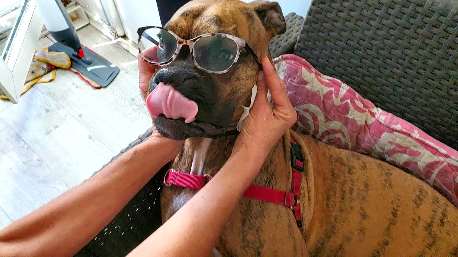 Orca a rejoint le concours — aidez-le/la à gagner de superbes lots ! carnivore, chair, collar, comfort, companion_dog, dog, dog_breed, dog_collar, eyewear, fawn, liver, personal_protective_equipment, pet_supply, selfie, snout, sunglasses, vision_care, working_animal, wrinkle, wrist