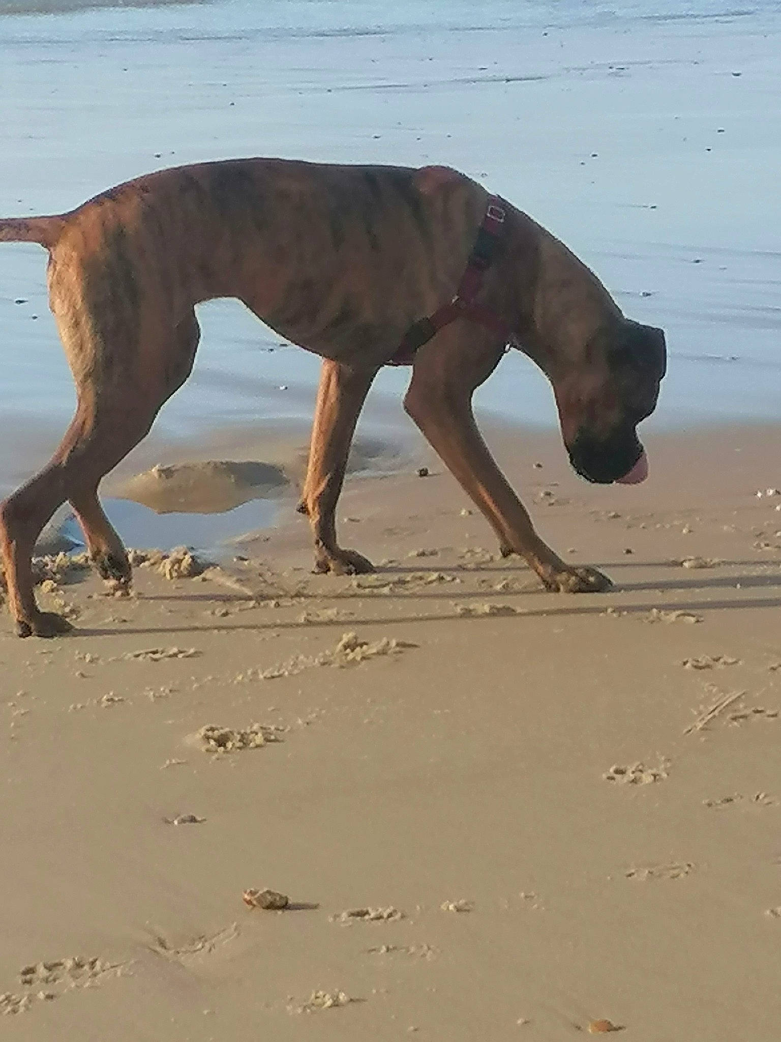 Orca a rejoint le concours — aidez-le/la à gagner de superbes lots ! beach, calf, carnivore, dog, dog_breed, fawn, foot, fun, human_leg, landscape, mammal, sand, shadow, singing_sand, soil, terrestrial_animal, vertebrate, water, wildlife, working_animal