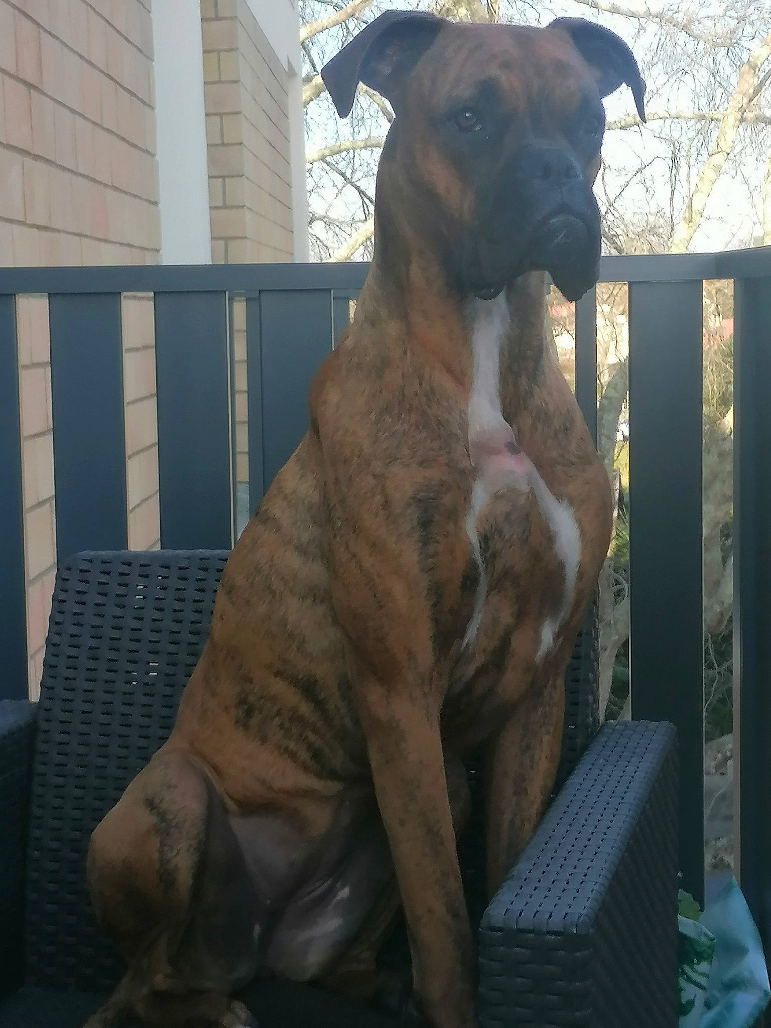 Orca participe au concours pour gagner de l'argent avec cette photo : ancient_dog_breeds, art, canidae, carnivore, companion_dog, dog, dog_breed, fawn, fence, fur, guard_dog, liver, pet_supply, snout, sporting_group, tail, terrestrial_animal, window, working_animal, working_dog