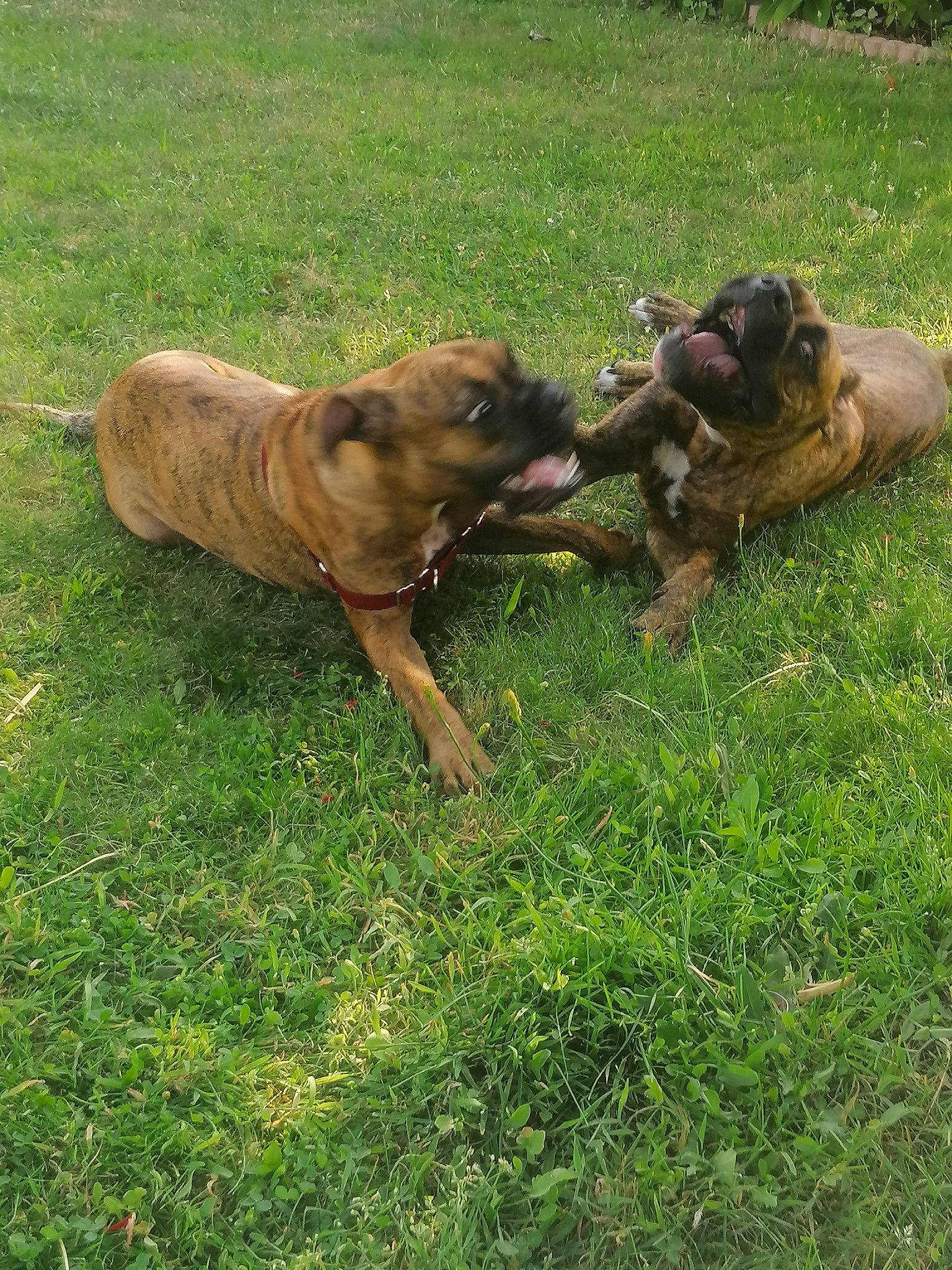 Orca a rejoint le concours — aidez-le/la à gagner de superbes lots ! boxer, canidae, carnivore, companion_dog, dog, dog_breed, fawn, grass, grassland, groundcover, guard_dog, liver, molosser, snout, sporting_group, tail, terrestrial_animal, wildlife, working_animal, working_dog