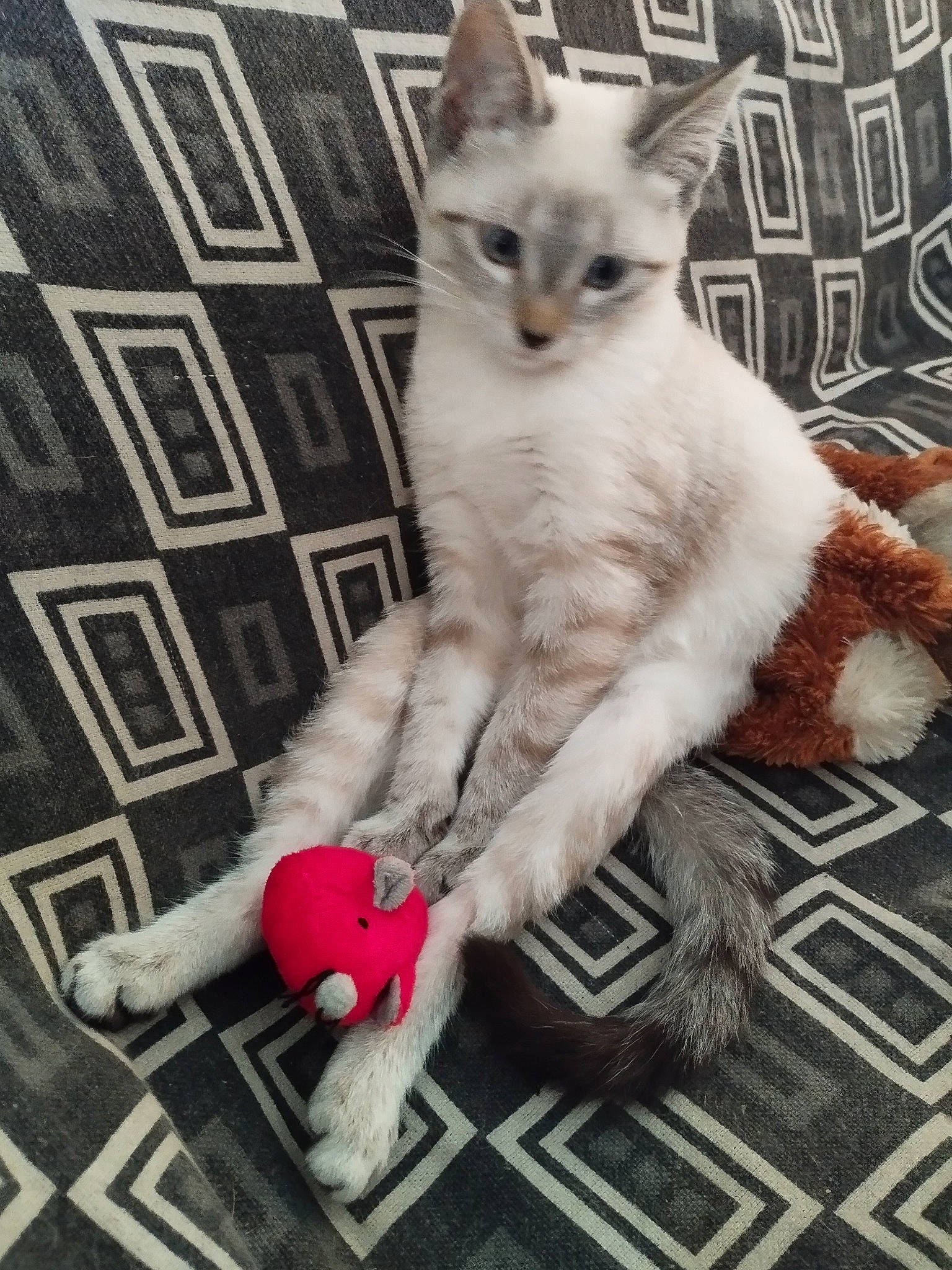 Eden a rejoint le concours — aidez-le/la à gagner de superbes lots ! carmine, carnivore, cat, claw, comfort, domestic_short_haired_cat, fawn, felidae, flooring, fur, pattern, paw, photography, sitting, small_to_medium_sized_cats, snout, tail, whiskers, white