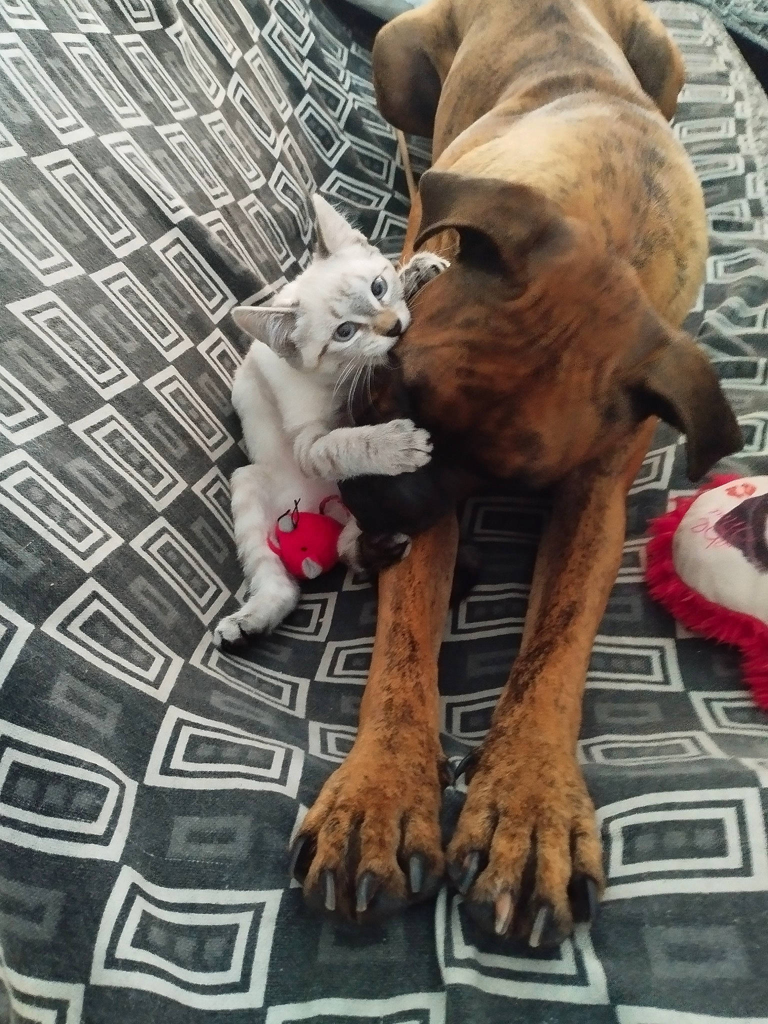 Eden participe au concours pour gagner de l'argent avec cette photo : canidae, carnivore, cat, collar, companion_dog, dog, dog_breed, domestic_short_haired_cat, fawn, felidae, fur, mammal, paw, small_to_medium_sized_cats, snout, tail, toy, vertebrate, whiskers, working_animal