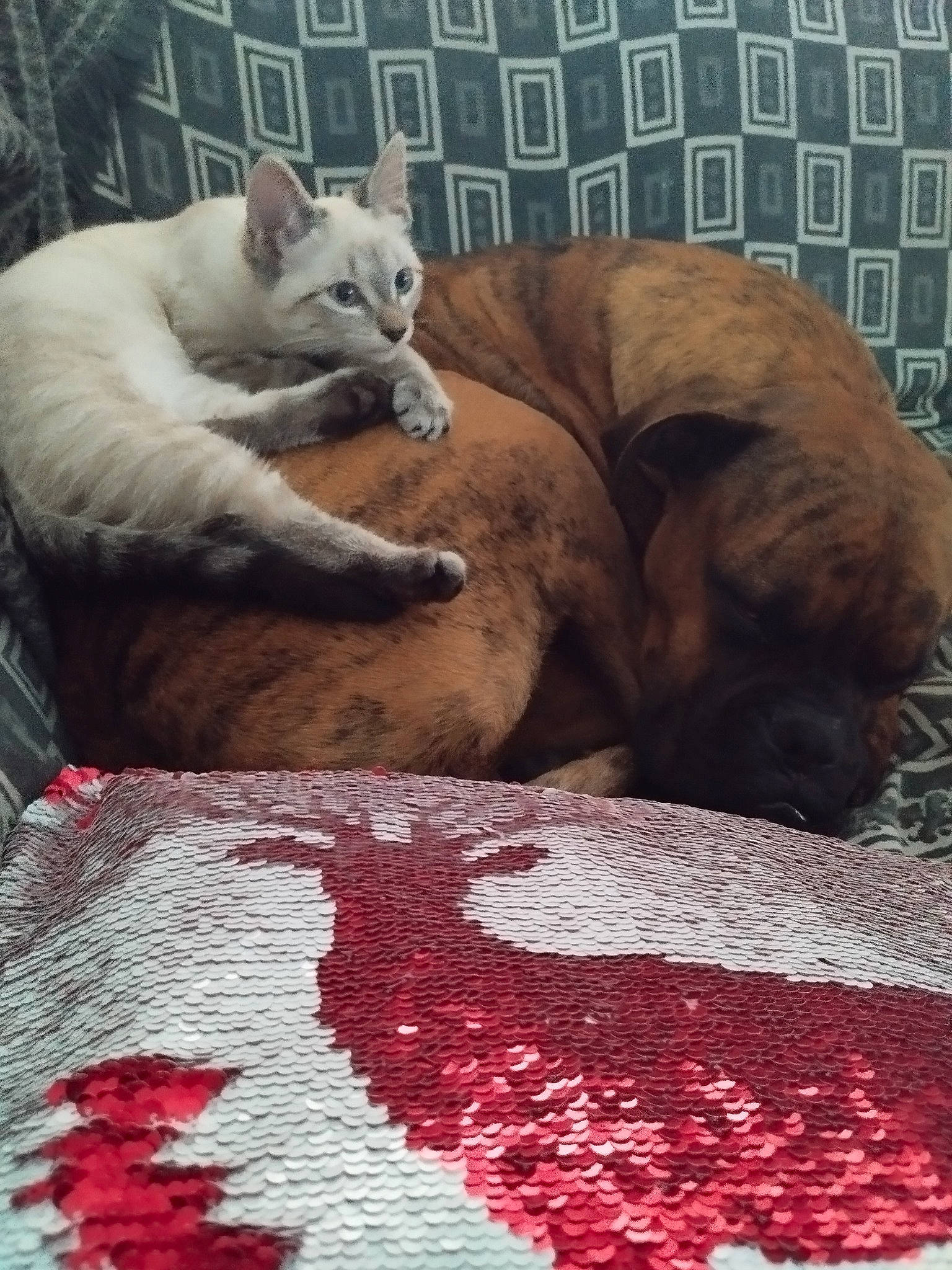 Eden participe au concours pour gagner de l'argent avec cette photo : bedding, canidae, carmine, carnivore, comfort, companion_dog, dog, dog_breed, fawn, felidae, flooring, grey, linens, pattern, small_to_medium_sized_cats, snout, sporting_group, tail, terrestrial_animal, whiskers