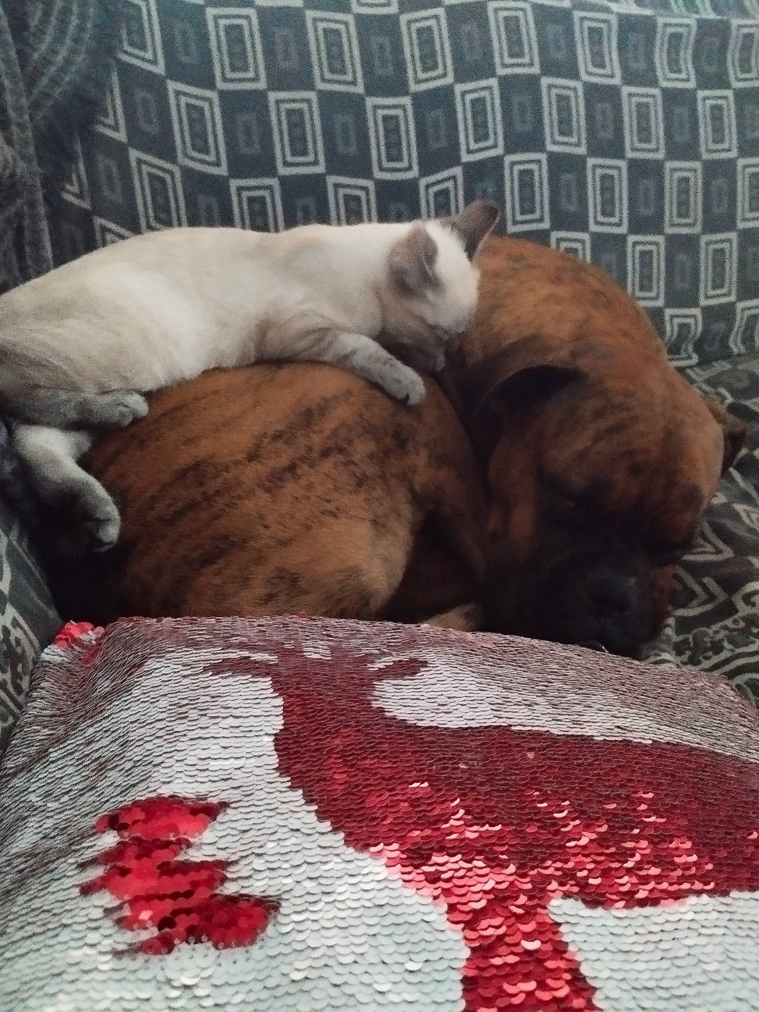 Eden a rejoint le concours — aidez-le/la à gagner de superbes lots ! bedding, canidae, carmine, carnivore, cat, claw, comfort, companion_dog, dog_breed, fawn, felidae, flooring, fur, linens, nap, pattern, small_to_medium_sized_cats, sporting_group, tail, whiskers