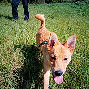 Arès participe au concours pour gagner de l'argent avec cette photo : dog, puppy, golden_dog, outdoor, grass, field, nature, park, animal, pet, harness, leash, tongue, happy, running, standing, ears, fur, person, sunlight