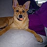 Arès participe au concours pour gagner de l'argent avec cette photo : dog, puppy, tan_fur, large_ears, tongue_out, sitting, lying_down, portrait, pet, animal, indoor, couch, blanket, human, purple_clothing, window, cozy, front_facing, happy, close_up