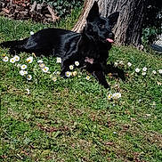 Athèna participe au concours pour gagner de l'argent avec cette photo : animal, black_dog, collar, daisies, dog, flowers, garden, grass, ivy, lawn, lying_down, nature, outdoors, pet, pointed_ears, relaxed, sunlight, tongue_out, tree, woodpile