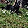 animal, black_dog, collar, daisies, dog, flowers, garden, grass, ivy, lawn, lying_down, nature, outdoors, pet, pointed_ears, relaxed, sunlight, tongue_out, tree, woodpile