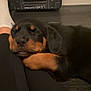 puppy, rottweiler, dog, sleeping, pet, indoor, floor, black_and_tan, leg, sock, toolbox, dewalttoolbox, relaxed, cuddling, resting, canine, animal, companion, cozy, home