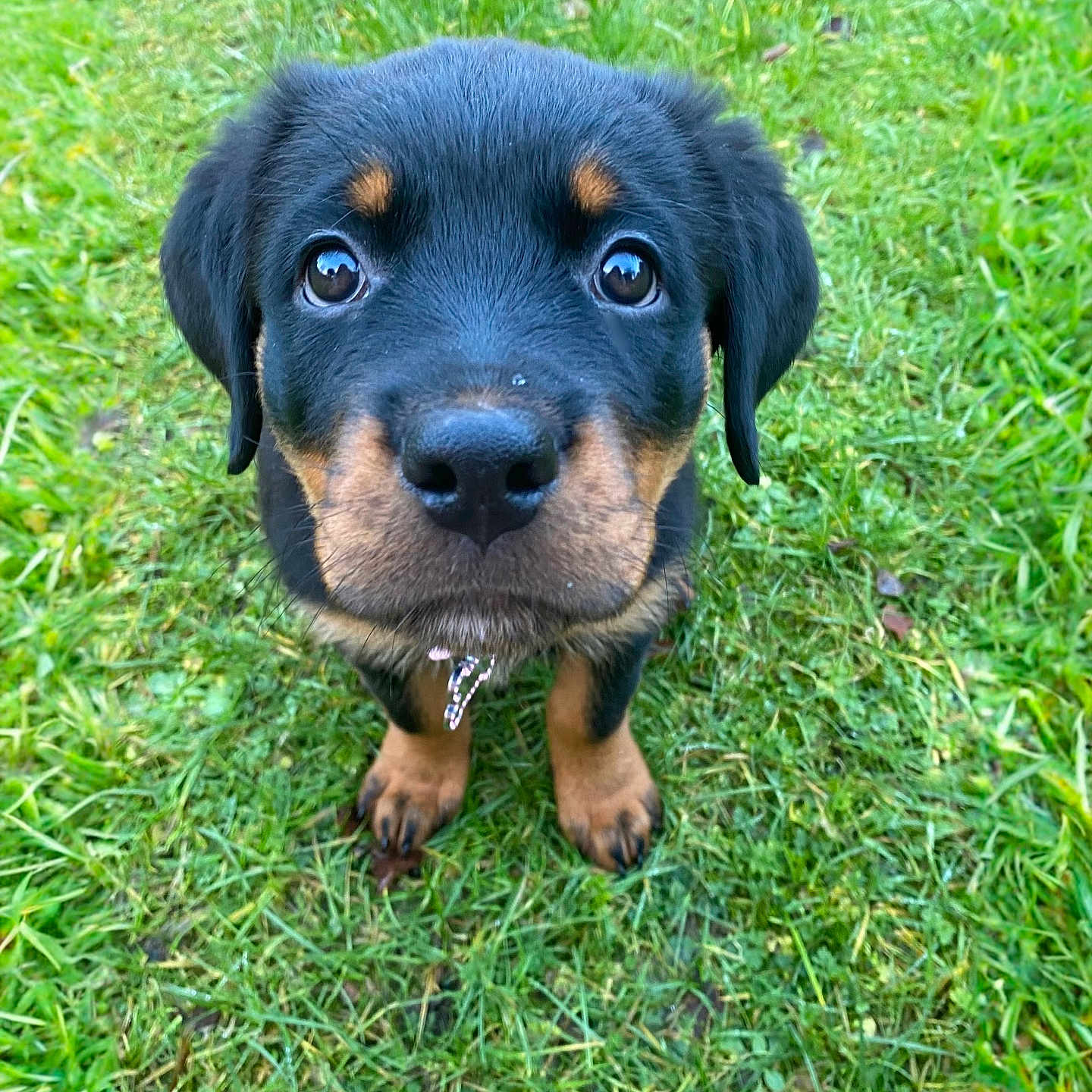 Nova is registered to the contest to win money with this photo: adorable, animal, black, collar, cute, dog, ears, eyes, fur, grass, green, nature, nose, outdoor, pet, portrait, puppy, rottweiler, tan, young