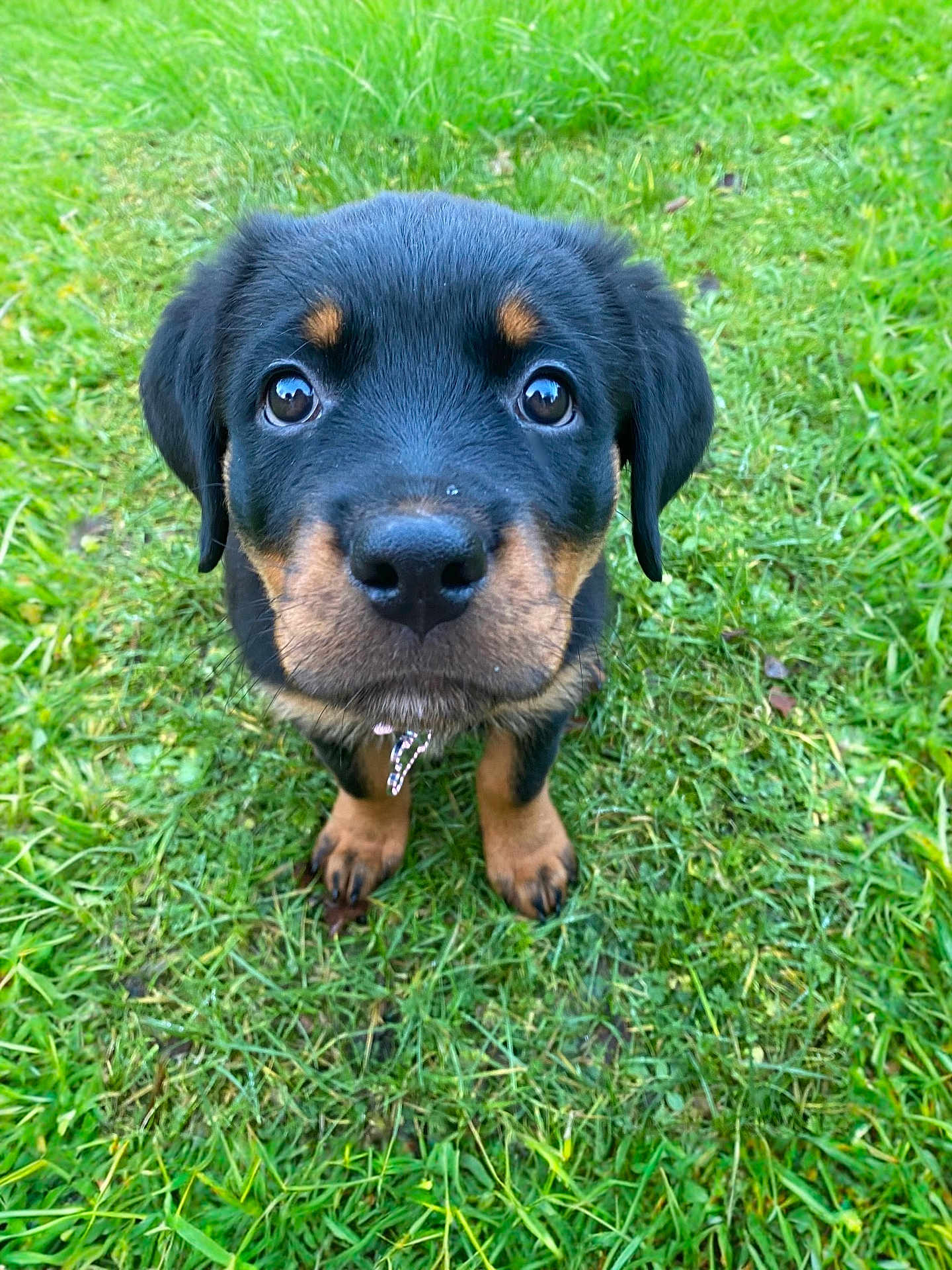 Nova is registered to the contest to win money with this photo: puppy, rottweiler, dog, grass, outdoor, pet, animal, cute, young, black, tan, fur, ears, nose, eyes, collar, nature, green, adorable, portrait