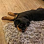 puppy, rottweiler, dog, sleeping, lying_down, fluffy_rug, wooden_floor, pet, animal, cute, young, fur, black_and_tan, indoors, cozy, relaxed, laying, domestic_animal, mammal, companion