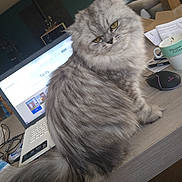 Nala participe au concours pour gagner de l'argent avec cette photo : animal, beverage, cat, coffee, computer, computerhardware, computerkeyboard, cup, desk, electronics, furniture, hardware, laptop, monitor, pc, pet, plywood, screen, table, wood