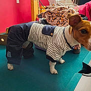 Kiara participe au concours pour gagner de l'argent avec cette photo : dog, clothing, pool_table, indoor, pet, brown_and_white, curious, fabric, casual, room, furniture, red_wall, pile_of_clothes, wood, animal, four_legs, small_dog, pet_clothes, texture, domestic_animal