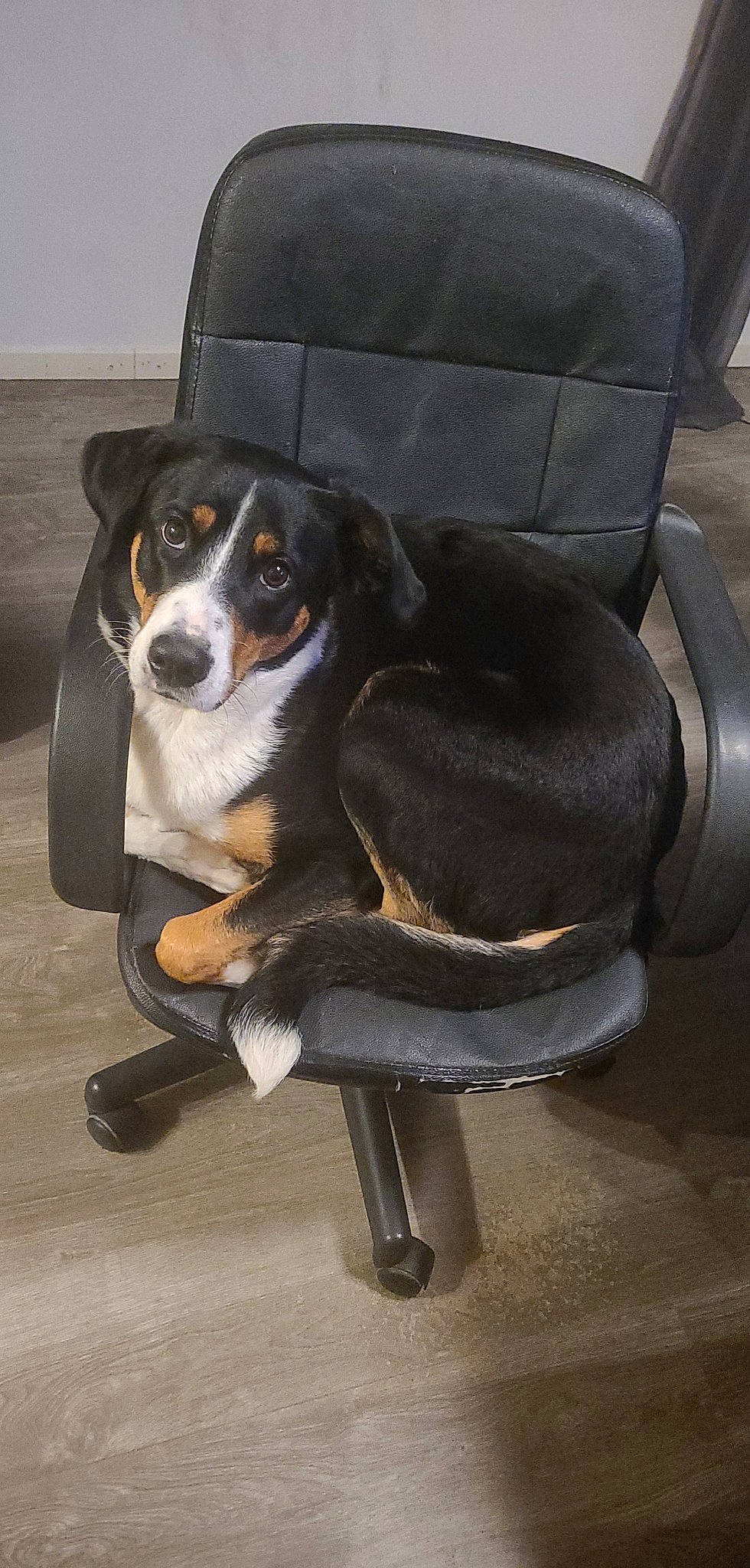 Savannah participe au concours pour gagner de l'argent avec cette photo : armrest, canidae, carnivore, chair, comfort, companion_dog, dog, dog_breed, fur, sitting, sporting_group, working_animal, working_dog
