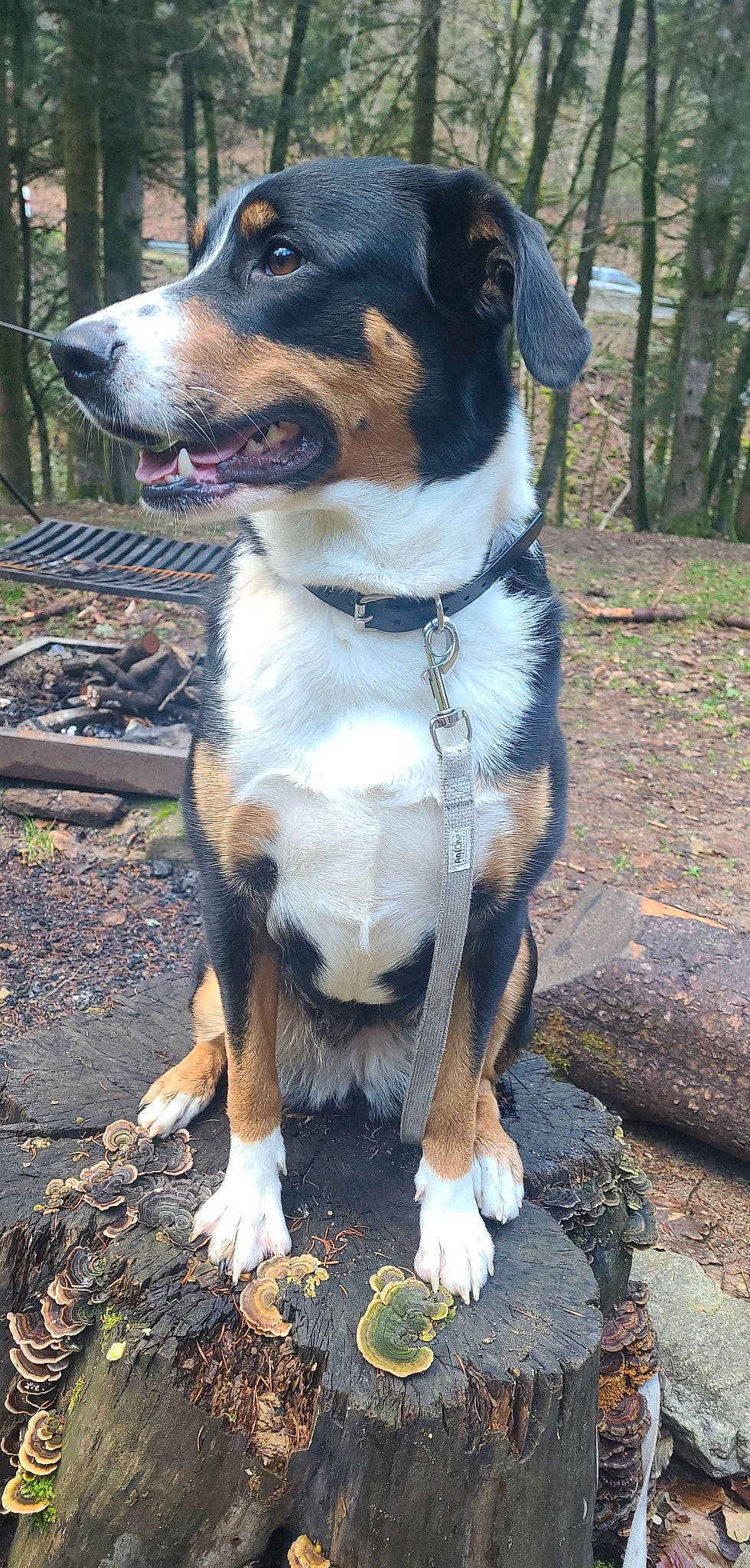 Savannah a rejoint le concours — aidez-le/la à gagner de superbes lots ! bow_tie, canidae, carnivore, collar, companion_dog, dog, dog_breed, dog_collar, dog_supply, fawn, fur, hunting_dog, leash, plant, snout, sporting_group, tree, whiskers, working_animal, working_dog