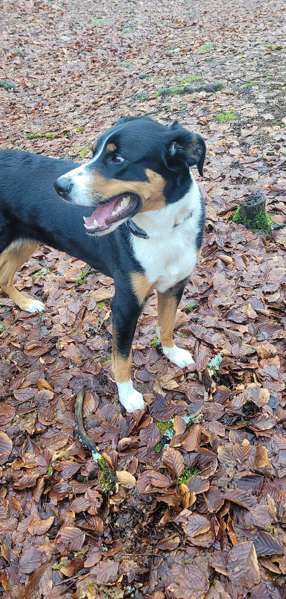 Savannah participe au concours pour gagner de l'argent avec cette photo : canidae, carnivore, companion_dog, dog, dog_breed, hunting_dog, mcnab, non_sporting_group, paw, soil, street_dog, working_animal, working_dog