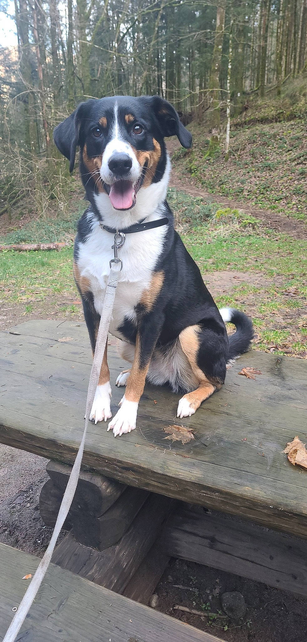 Savannah a rejoint le concours — aidez-le/la à gagner de superbes lots ! bernese_mountain_dog, canidae, carnivore, collar, companion_dog, dog, dog_breed, dog_collar, dog_supply, foot, giant_dog_breed, hunting_dog, leash, plant, sporting_group, tail, tree, working_animal, working_dog