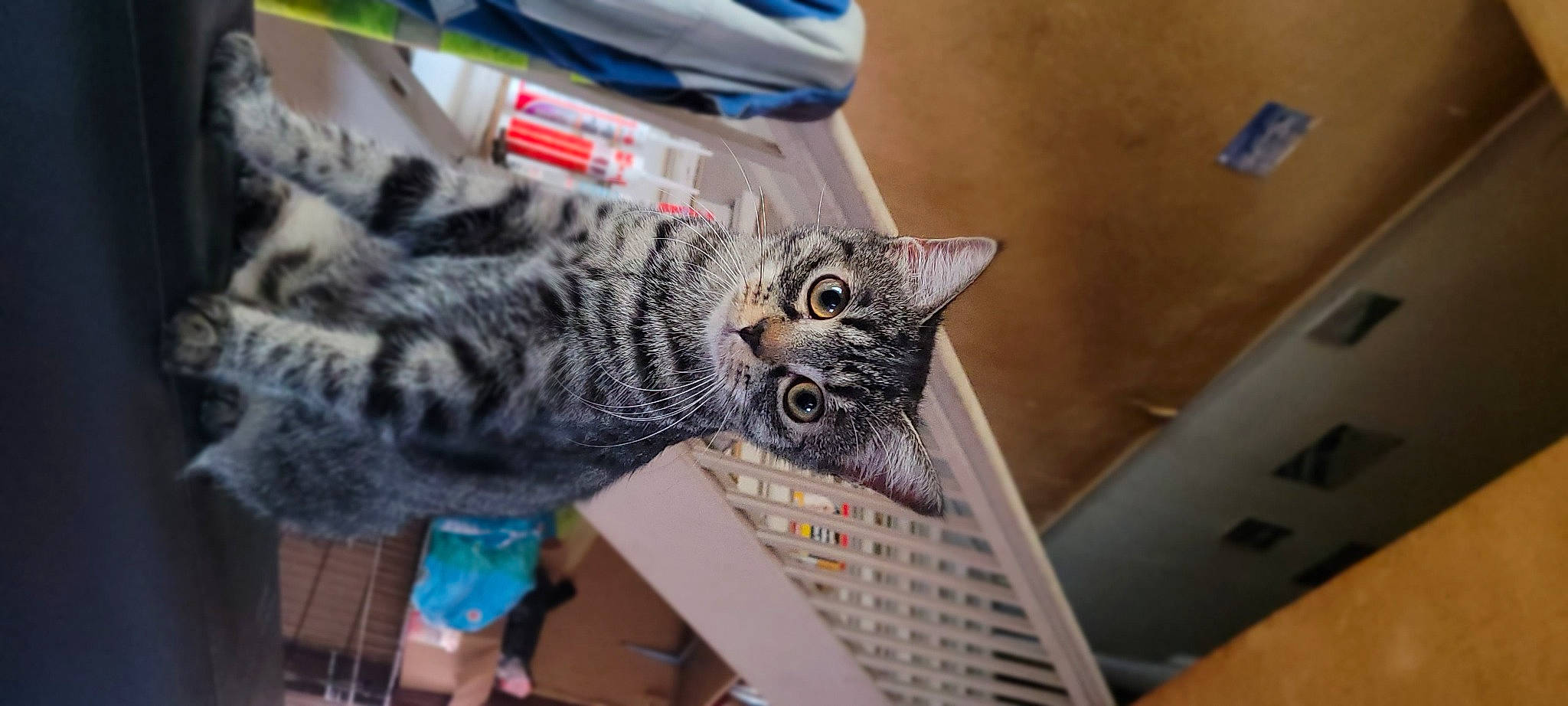 Chipie participe au concours pour gagner de l'argent avec cette photo : carnivore, cat, claw, domestic_short_haired_cat, felidae, fur, small_to_medium_sized_cats, whiskers