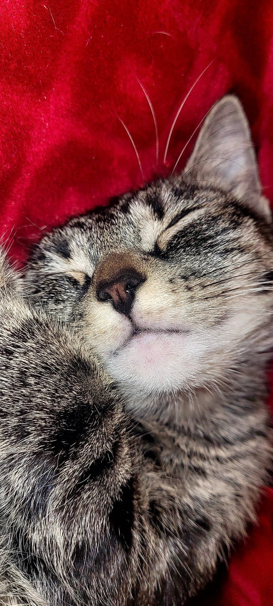 Chipie a rejoint le concours — aidez-le/la à gagner de superbes lots ! carnivore, cat, claw, close_up, comfort, domestic_short_haired_cat, felidae, fur, macro_photography, nap, nose, paw, sky, sleep, small_to_medium_sized_cats, snout, tail, terrestrial_animal, whiskers, wildlife