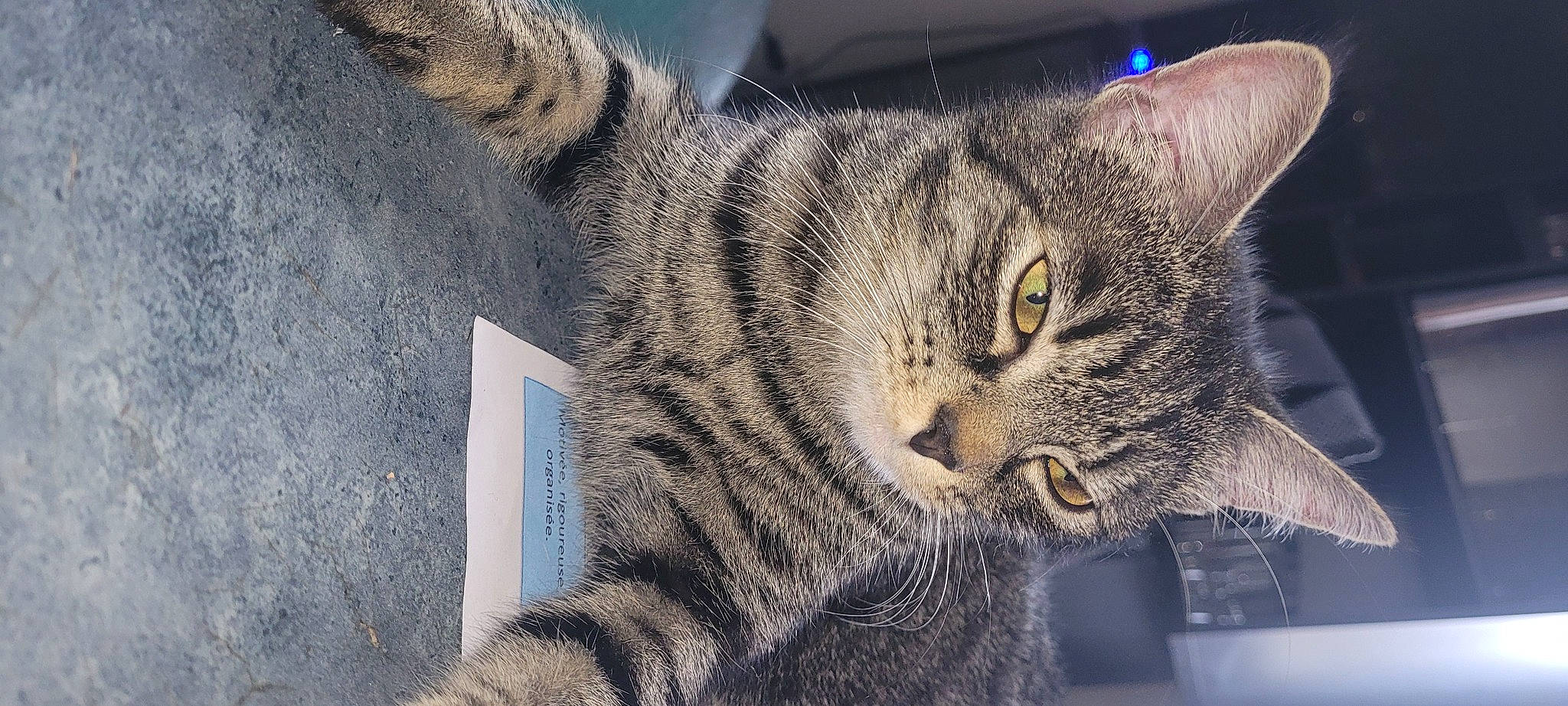 Chipie a rejoint le concours — aidez-le/la à gagner de superbes lots ! carnivore, cat, claw, domestic_short_haired_cat, felidae, fur, grey, paw, small_to_medium_sized_cats, snout, tail, terrestrial_animal, tree, whiskers, wildlife, window