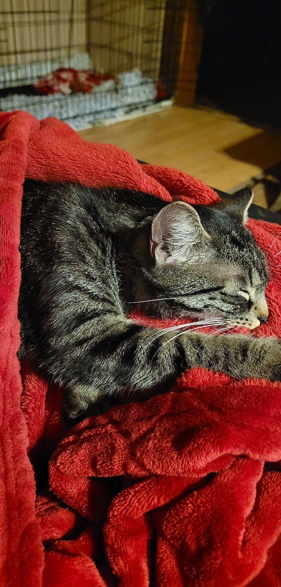 Chipie a rejoint le concours — aidez-le/la à gagner de superbes lots ! art, carmine, carnivore, cat, claw, comfort, domestic_short_haired_cat, fang, felidae, fur, grey, nap, pattern, small_to_medium_sized_cats, snout, tail, terrestrial_animal, thread, whiskers, window
