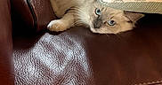 Beerus participe au concours pour gagner de l'argent avec cette photo : cat, kitten, fluffy, cream_fur, blue_eyes, face, whiskers, paws, animal, pet, cushion, pillow, leather_chair, furniture, indoors, cozy, hiding, relaxed, portrait, funny