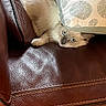 cat, kitten, fluffy, cream_fur, blue_eyes, face, whiskers, paws, animal, pet, cushion, pillow, leather_chair, furniture, indoors, cozy, hiding, relaxed, portrait, funny