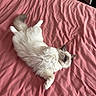 cat, fluffy_cat, colorpoint_cat, pet, animal, lying_down, belly_up, paws, tail, closed_eyes, relaxed, sleepy, pink_bedspread, bed, bedroom, indoors, home, fur, portrait, cozy