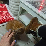 Sushi participe au concours pour gagner de l'argent avec cette photo : cat, kitten, hand, nail_polish, bracelet, couch, blanket, boot, fur_trim, table, floor_tile, indoor, person, blue_clothing, decor, figurine, remote_control, earrings, light, cozy