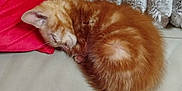 Sushi a rejoint le concours — aidez-le/la à gagner de superbes lots ! kitten, cat, sleeping, orange_tabby, couch, leather, red_pillow, north_pole, blanket, soft_texture, cozy, indoor, pet, fur, nap, resting, small_animal, cute, domestic_cat, feline