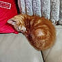 kitten, cat, sleeping, orange_tabby, couch, leather, red_pillow, north_pole, blanket, soft_texture, cozy, indoor, pet, fur, nap, resting, small_animal, cute, domestic_cat, feline