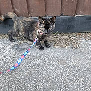 Sheba-Rose Ireland joined the competition — help win amazing prizes! alert, animal, cat, collar, curious, domestic_cat, eyes, fur, ground, leash, nature, outdoor, pavement, pet, sidewalk, small_animal, tail, tortoiseshell_cat, walking, wooden_fence