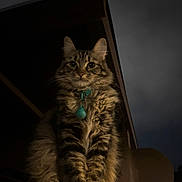Tokyo is registered to the contest to win money with this photo: cat, tabby, fluffy, collar, bell, pet, animal, night, dark, feline, whiskers, ears, fur, portrait, looking, sitting, curious, domestic, mammal, closeup