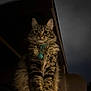 cat, tabby, fluffy, collar, bell, pet, animal, night, dark, feline, whiskers, ears, fur, portrait, looking, sitting, curious, domestic, mammal, closeup