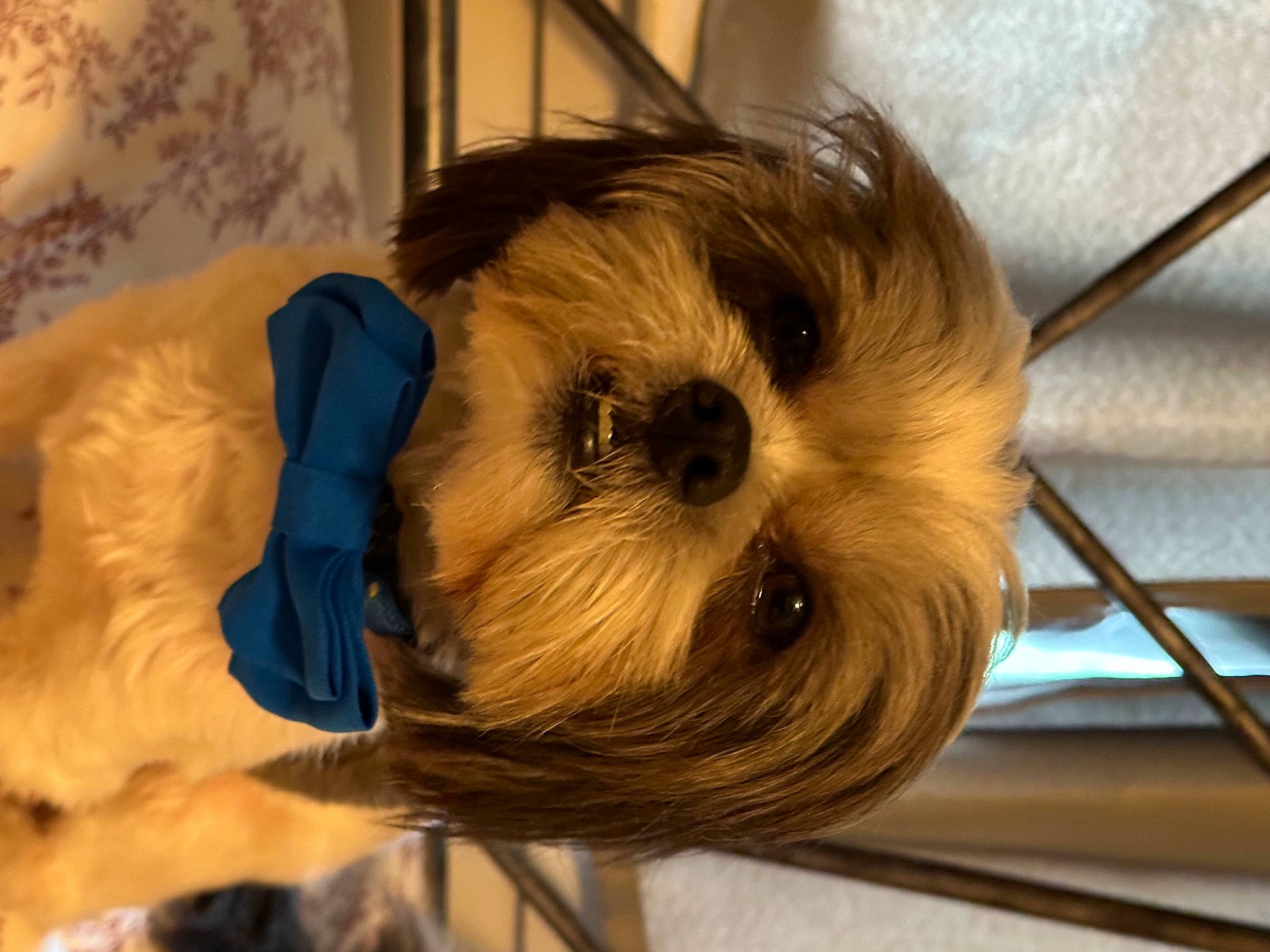 Bandit joined the competition — help win amazing prizes! comfort, companion_dog, curtain, dog, dog_breed, fashion_accessory, fawn, flooring, fur, liver, pattern, shih_tzu, snout, toy_dog, wood, working_animal