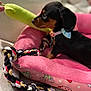 puppy, dog, pet, bow_collar, pink_bed, plush_bed, rope_toy, green_toy, hand, indoor, couch, closeup, black_and_tan, small_dog, cute, attentive, soft_texture, toy, animal, pet_bed