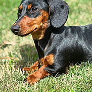 Mista is registered to the contest to win money with this photo: dog, dachshund, black, tan, grass, outdoor, pet, animal, lying_down, sunlight, fur, ears, nose, paws, nature, domestic_animal, mammal, close_up, portrait, relaxed