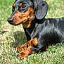dog, dachshund, black, tan, grass, outdoor, pet, animal, lying_down, sunlight, fur, ears, nose, paws, nature, domestic_animal, mammal, close_up, portrait, relaxed