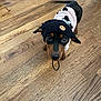 dog, puppy, black_and_tan, knit_hat, smiley_face, sweater, wooden_floor, indoor, pet, cute, small_dog, looking_up, tail_wagging, fur, ears, flooring, animal, domestic_animal, toy, playful
